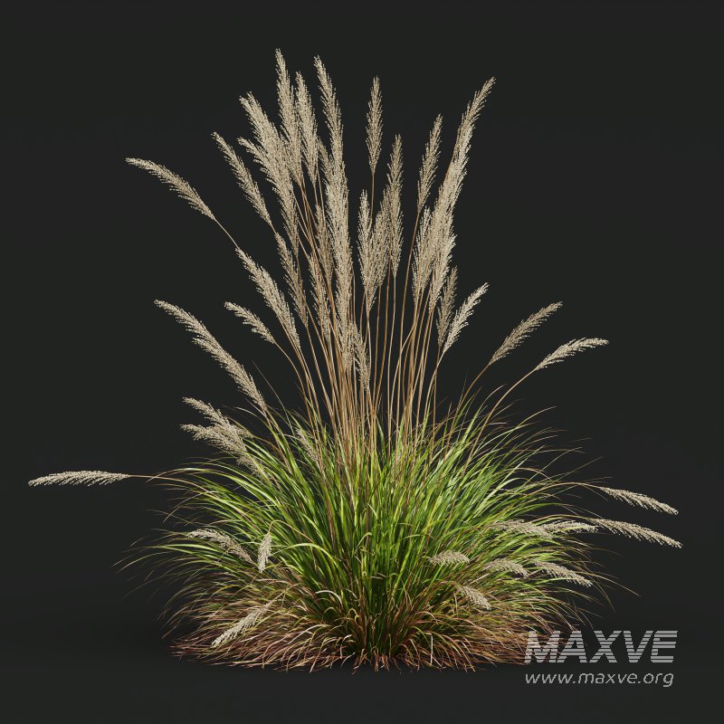 ntal grass hybrid that brings vertical elegance to any garden or architectural visualization. Originally cultivated in Germany and widely popularized across Europe and North America, this perennial grass features upright, feather-like plumes and narrow green blades that shift to golden hues in late summer. Its architectural form, graceful sway in the wind, and low-maintenance nature make it a favorite among designers looking to evoke movement, rhythm, and a naturalistic softness in modern landscapes. - Image 5