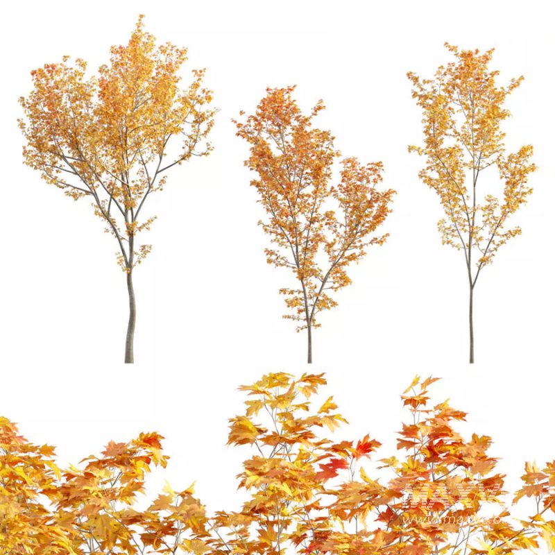 Acer circinatum | Vine Maple 03 - Image 1