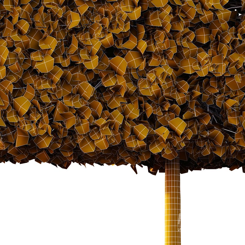 fagus sylvatica tree 16 - Image 2