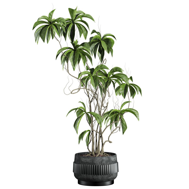potted plant - Image 3