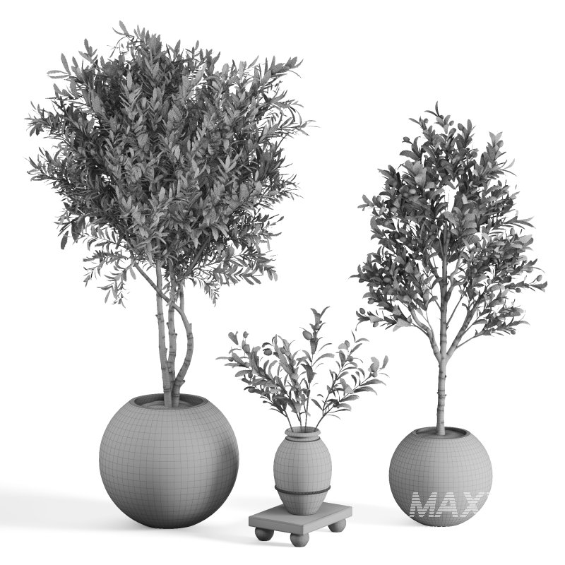 Indoor Plant Olive - Image 1