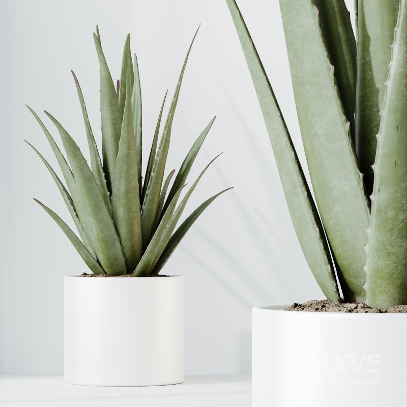 indoor plant set - Image 2