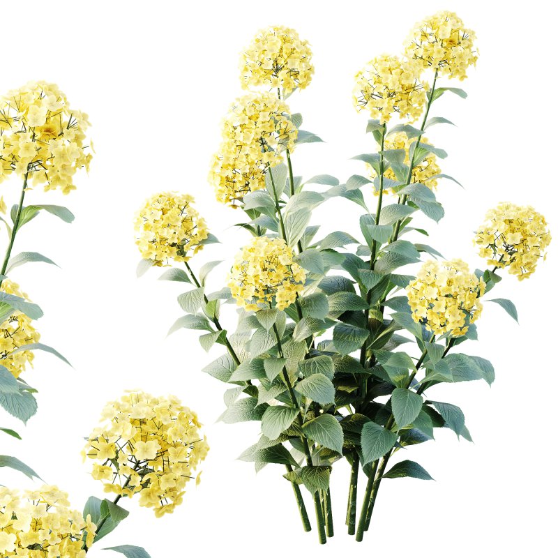 ntal appeal. Known as the “Garden Gate” hydrangea, this species is celebrated for its large spherical flower heads that bloom in a range of colors—white, blue, pink, purple, and yellow—making it one of the most versatile flowering shrubs for landscaping and decorative design. Its broad, glossy green leaves and abundant floral clusters bring a sense of freshness, romance, and elegance to both exterior gardens and indoor visualizations. Meticulously modeled with 4K textures, the asset ensures botanical accuracy, realistic shading, and excellent performance for high-quality renders. - Image 2