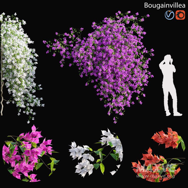 Bougainvillea – 04 - Image 1