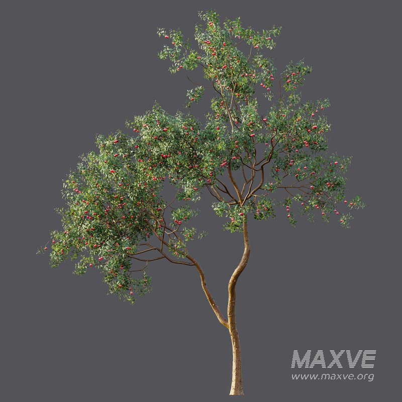 ntal and culinary value. - Image 10