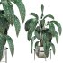 Potted plant - Thumbnail 2