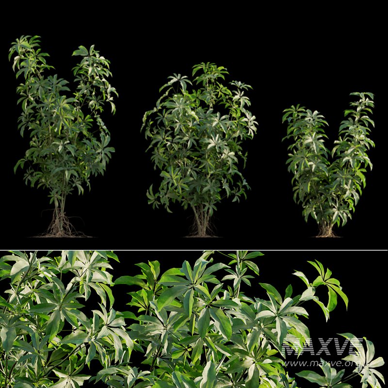 Schefflera arboricola_02 - Image 1