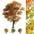 Acer platanoides – Norway Maple 01 - Thumbnail 1