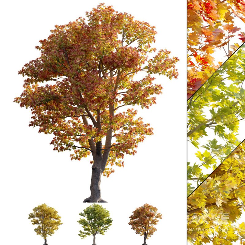 Acer platanoides – Norway Maple 01 - Image 1