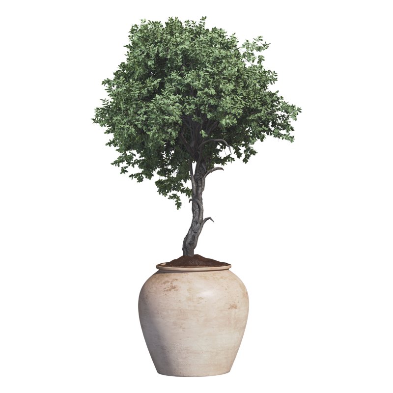 Outdoor Plant 09 - Image 2