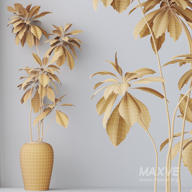 AV Indoor Plants Set 303 Europaea Olive Eucalyptus and Alocasia Jardin and Ficus Fig - Image 10