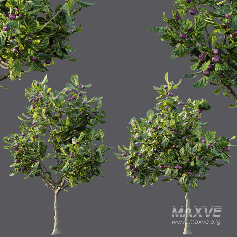 ntal uses. - Image 9