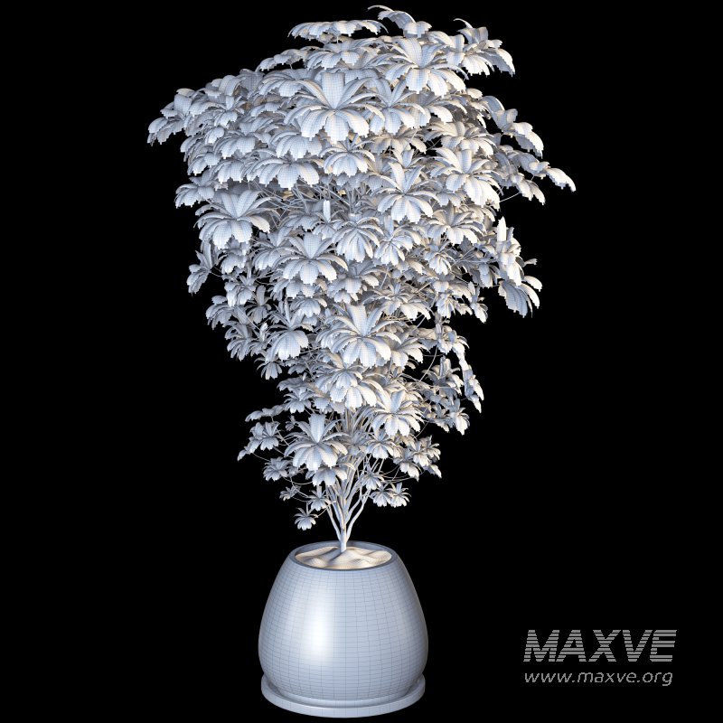 Indoor Plant 09 - Image 5