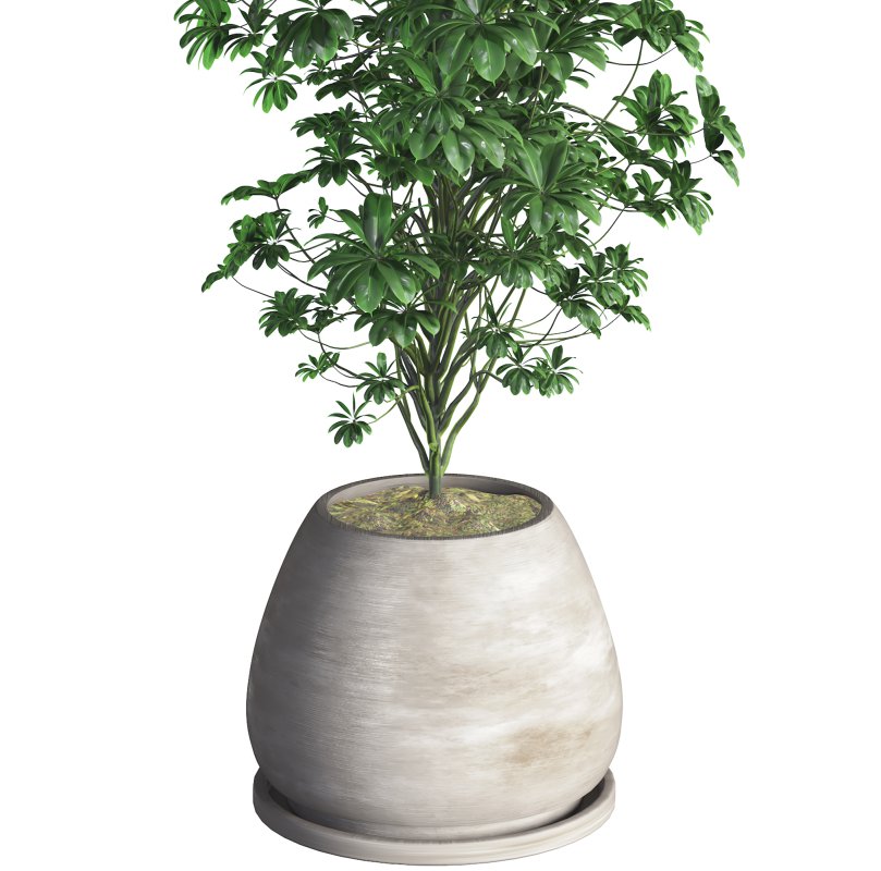 Indoor Plant 09 - Image 4