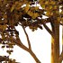 fagus sylvatica tree 12 - Thumbnail 4