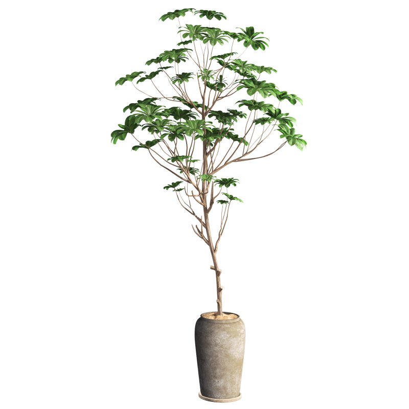 indoor plant 010 - Image 2