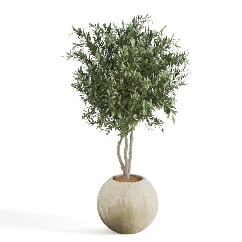 Indoor Plant Olive - Image 5