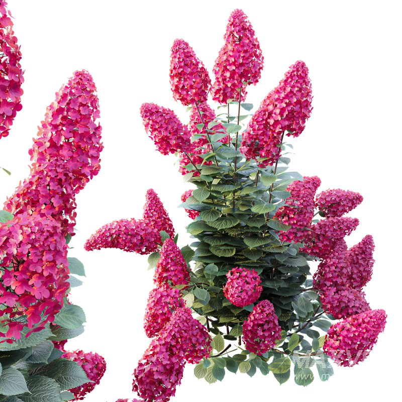 ntal shrub native to East Asia. It is admired for its large conical flower clusters that bloom from summer into autumn, shifting from creamy white to shades of pink, red, and purple as the season progresses. With its lush green foliage and vibrant seasonal transformation, this species is a favorite in decorative landscaping and architectural gardens. - Image 3