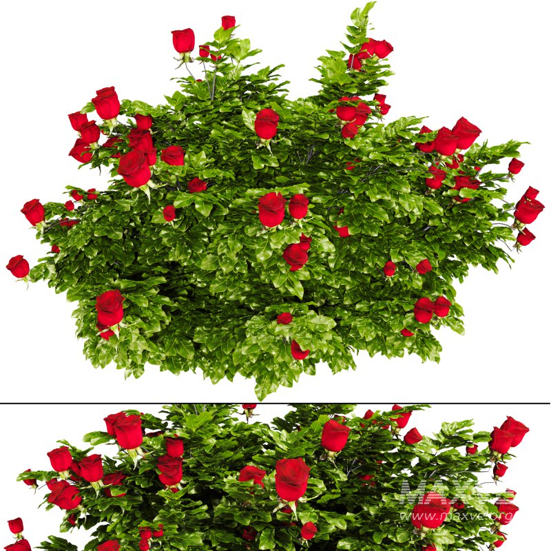 Rose Plant Set 015 - Image 1