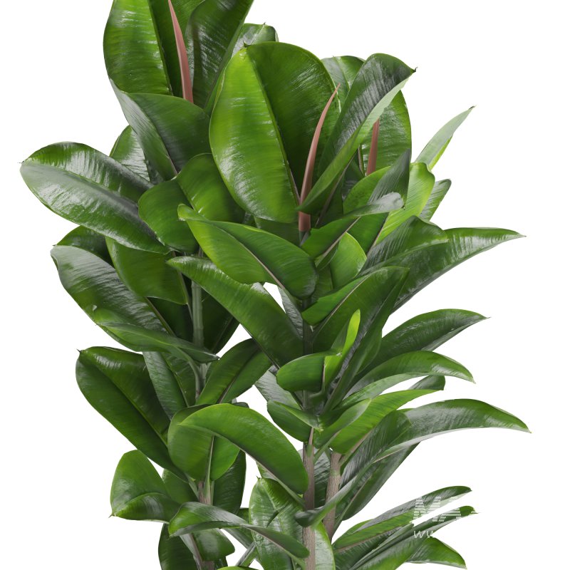 Indoor Plant Rubber Ficus - Image 1