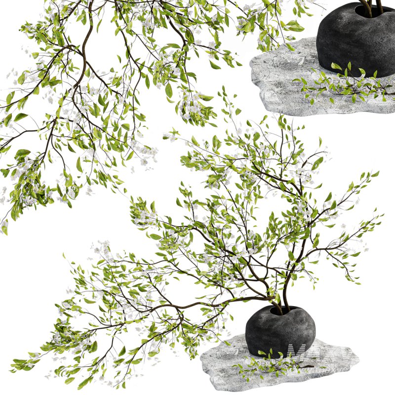 Bouquet Plant - Image 3