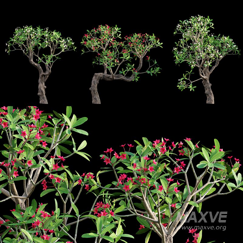 Plumeria rubra – Frangipani Tree 04 - Image 1