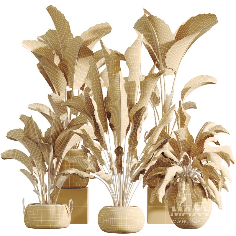AV Indoor Plants Set 285 Ravenala Banana Strelitzia Nicolai Bird Of Paradise Set - Image 8