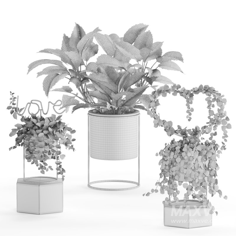 Indoor Plant Valentine Heart Shape Hoya Carnosa Aglaonema Pink Pearl - Image 6