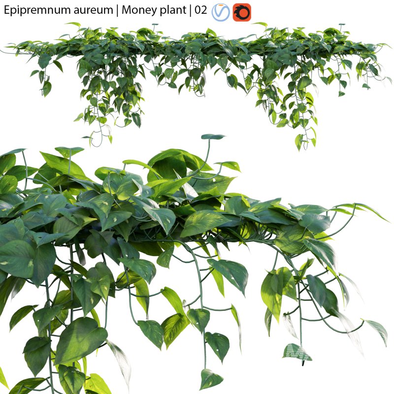 Epipremnum aureum – Money plant – 02 - Image 1
