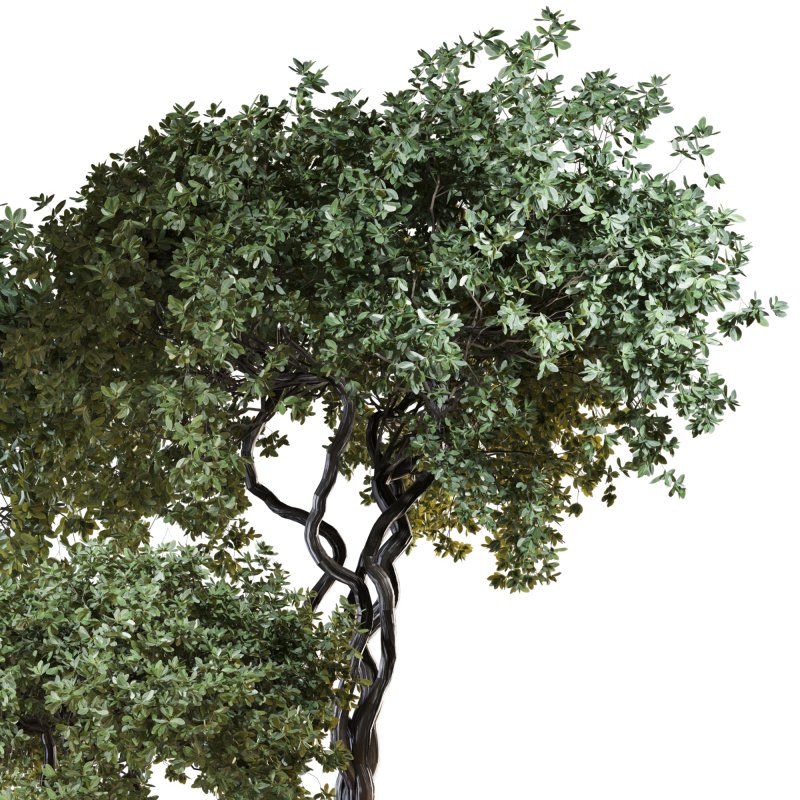 Indoor Plant Set 04 - Image 4