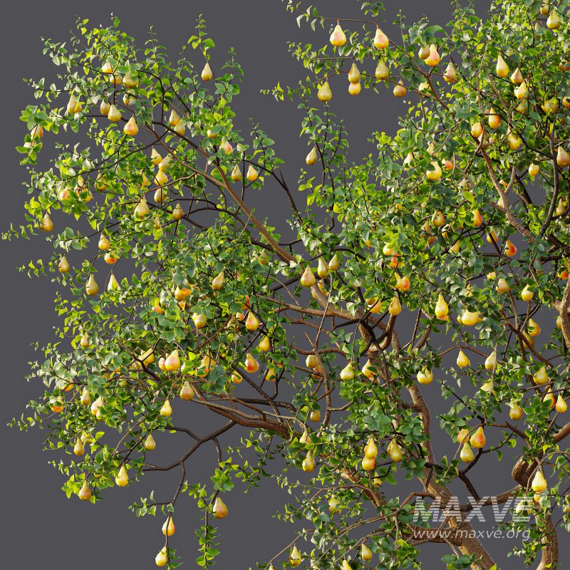 AV Fruit Trees Prunus Salicina Plum Pflaume and Pear Pyrus Communis - Image 10