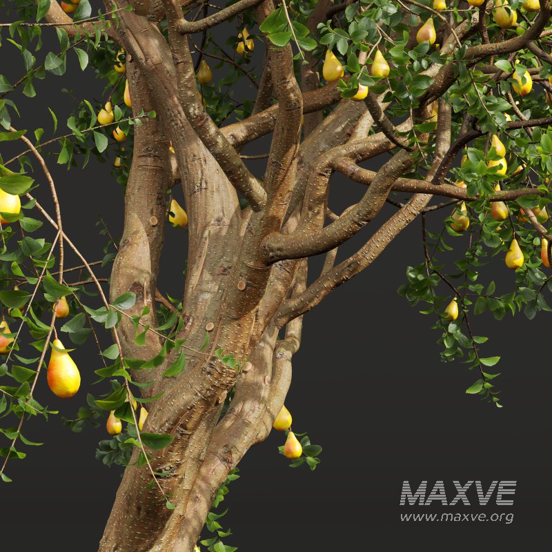 AV Fruit Trees Pear Pyrus Communis Red and Armeniaca Vulgaris Prunus - Image 1