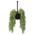 English ivy hanging pot - Thumbnail 3