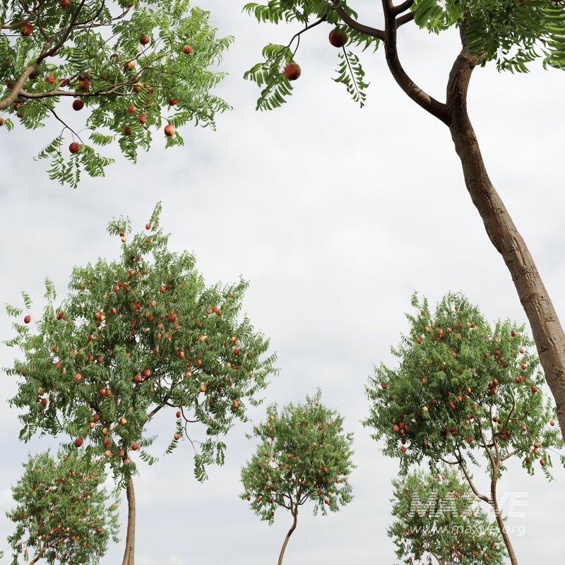 ntal uses. - Image 8