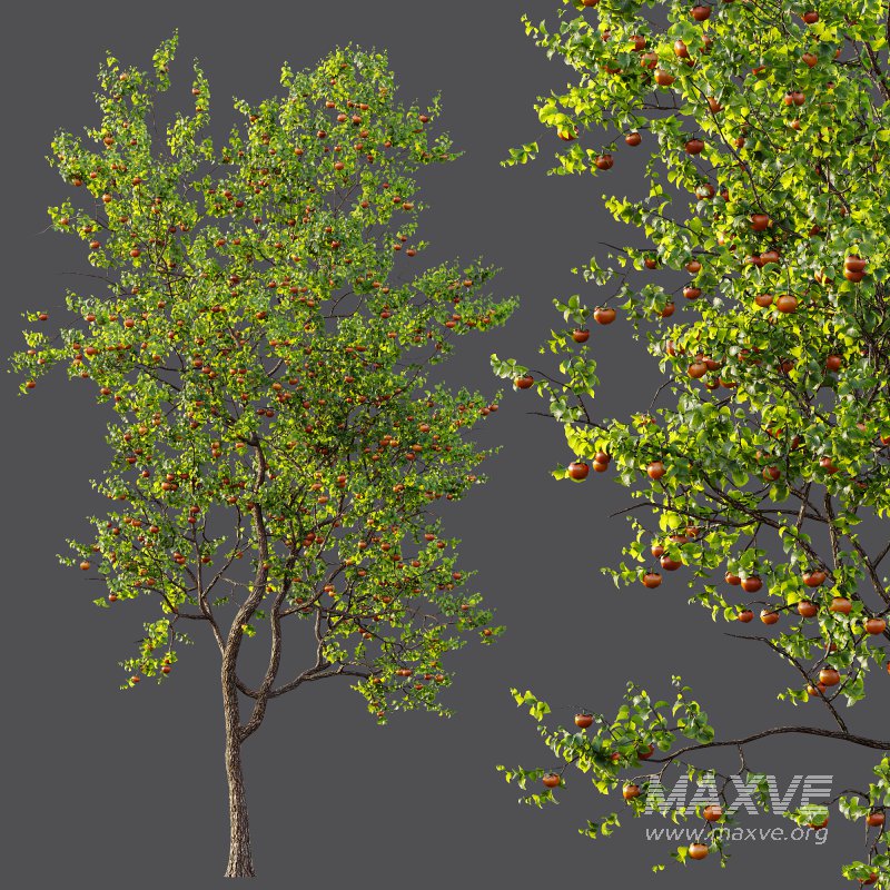 AV Fruit Trees Diospyros Kaki Persimmon and Malus Pumila Apple Red - Image 8