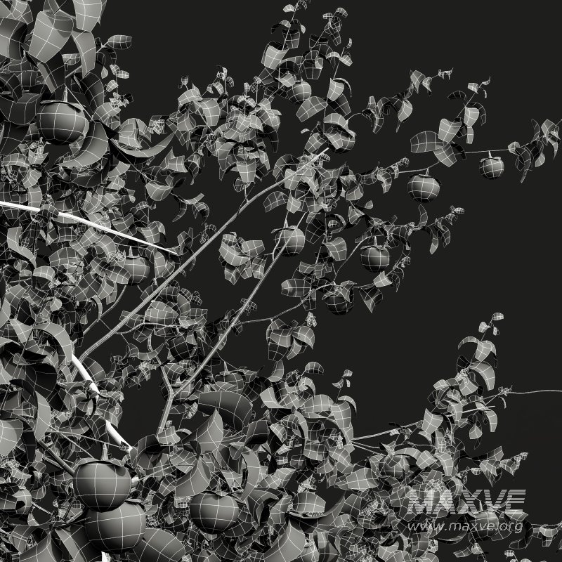 AV Fruit Trees Diospyros Kaki Persimmon and Malus Pumila Apple Green - Image 14