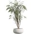 AV Indoor Plants Set 294 Ficus Marginata Olive Banana Nicolai Yucca Palm Ficus Benjamina - Thumbnail 3