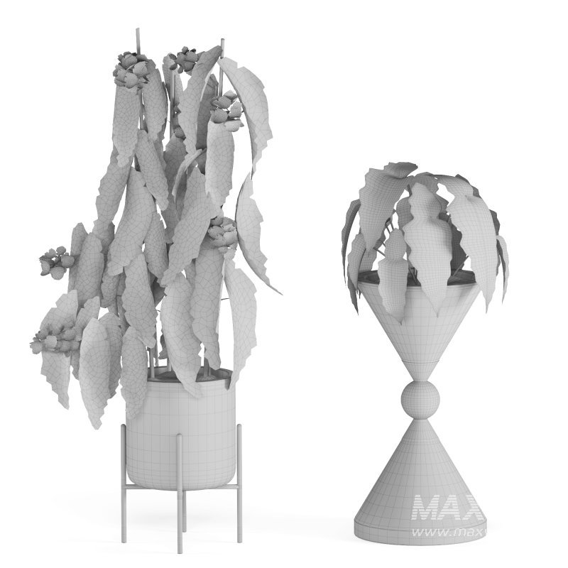 Indoor Plant Begonia Maculata - Image 2