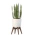 Sansevieria Plant Set - Thumbnail 2
