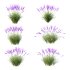 plant Grass Flower Lavandula pedunculata 03 - Thumbnail 1