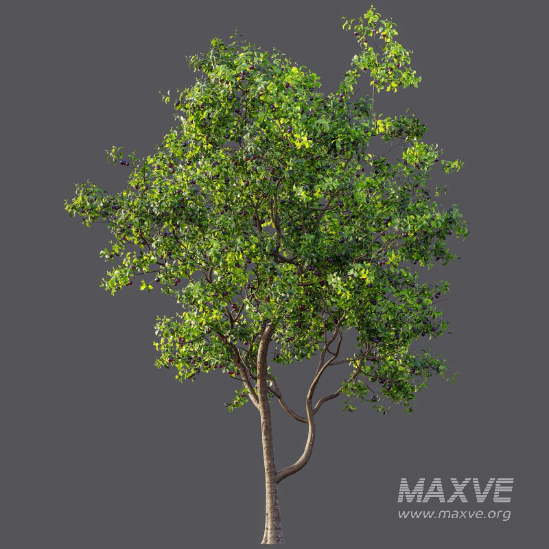 AV Fruit Trees Prunus Salicina Plum Pflaume and Pear Pyrus Communis - Image 6