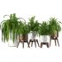 Fern Plant Set - Thumbnail 1