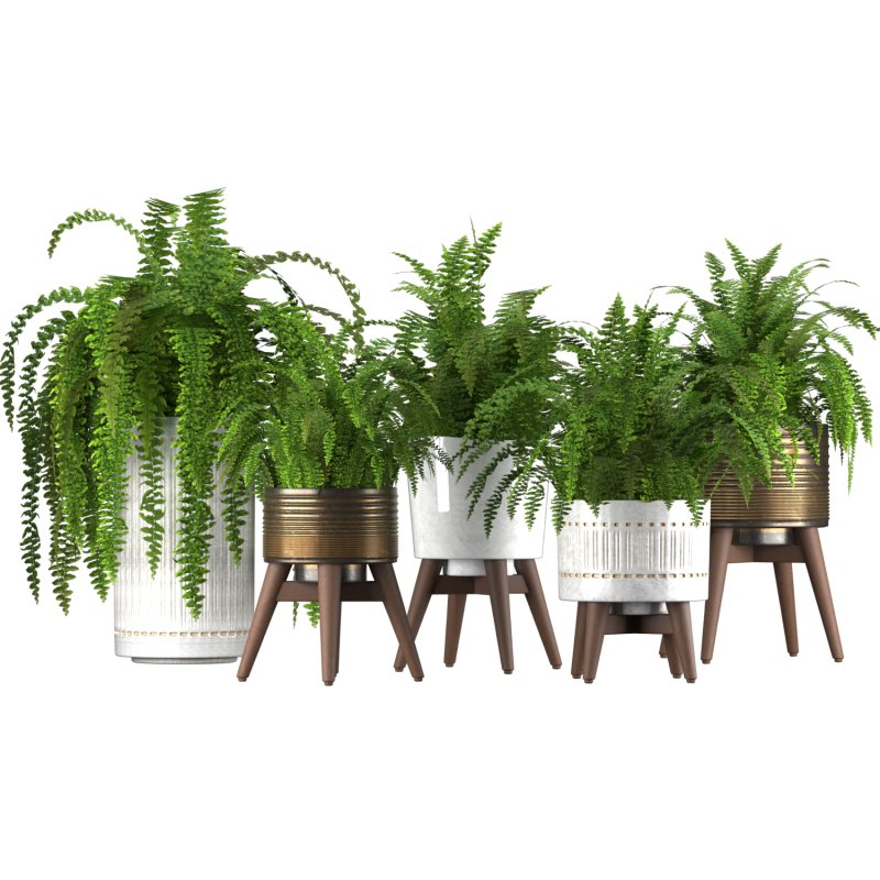 Fern Plant Set - Image 1