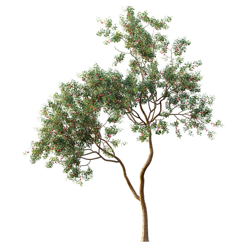 ntal and culinary value. - Image 4