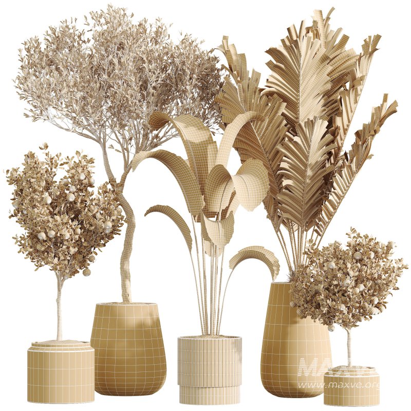 AV Indoor Plants Set 289 Fruit Orange Tree and Areca Palm and Banana Nicolai and Olive - Image 9