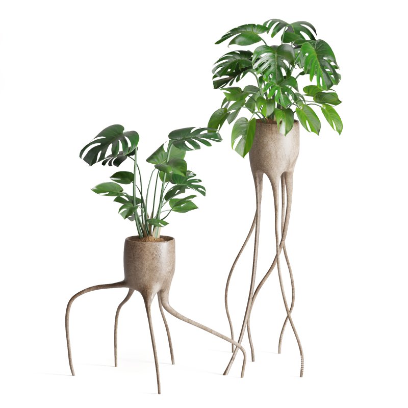 Indoor Plant Monstera in Weird constructed haphazard roots Pot - Image 1