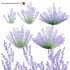 Perovskia atriplicifolia | Russian Sage - Thumbnail 1