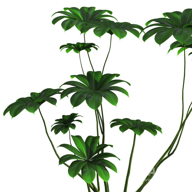 indoor plant 08 - Image 5