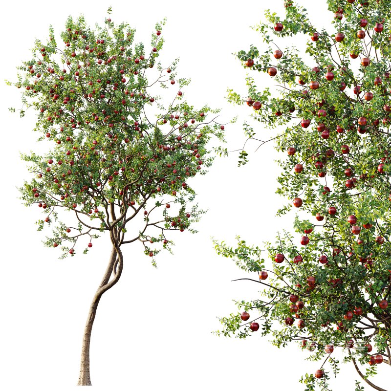 AV Fruit Trees Diospyros Kaki Persimmon and Malus Pumila Apple Red - Image 1