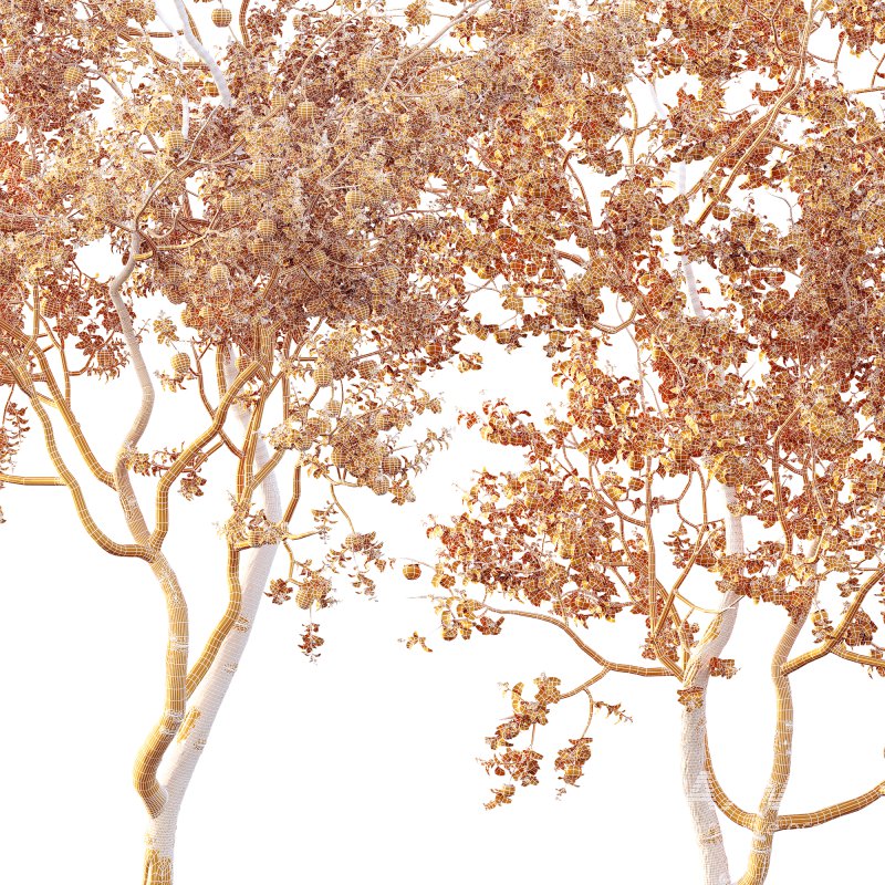 AV Fruit Trees Diospyros Kaki Persimmon and Malus Pumila Apple Red - Image 11